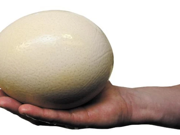 How Much Protein is Enough?